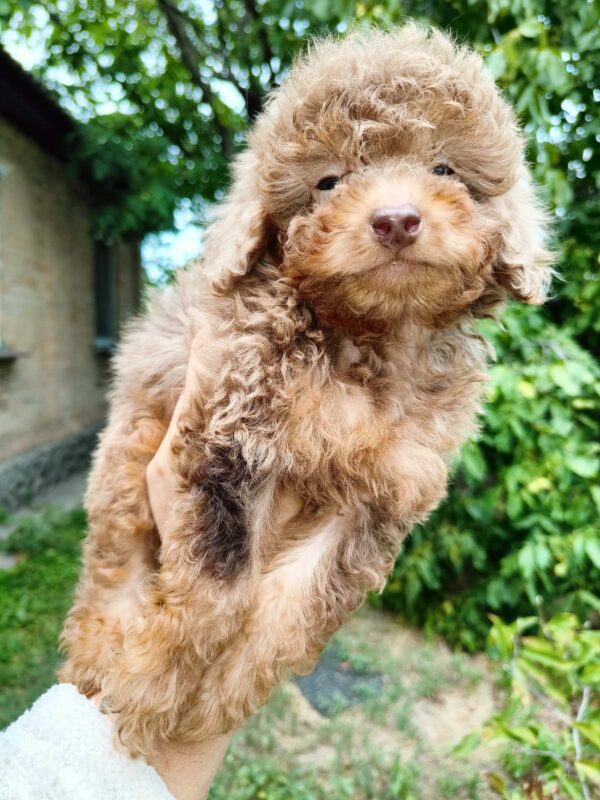 Gaspar Toy Poodle Gaspar Toy Poodle