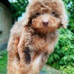 Gaspar-male-Poodle-puppy-for-sale-5