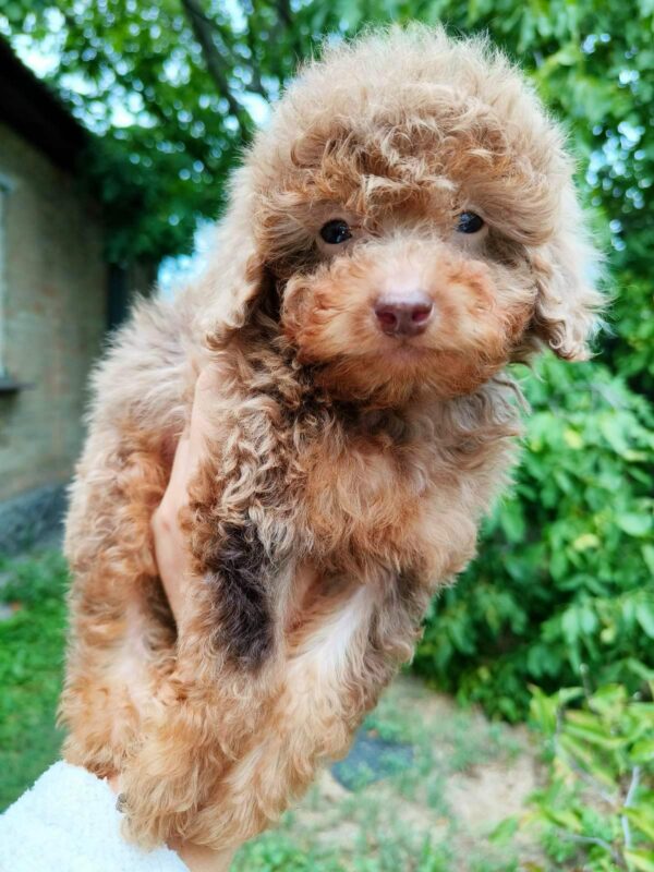 Gaspar Toy Poodle Gaspar Toy Poodle