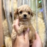 Georgia-female-Maltipoo-puppy-for-sale-1