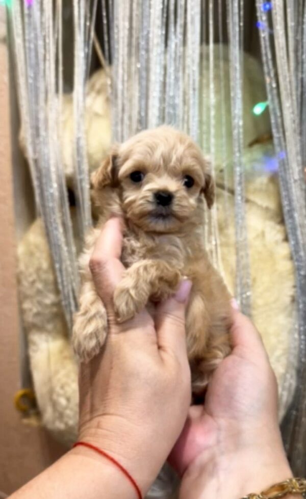 Georgia Maltipoo Georgia Maltipoo