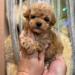Gianna-female-Maltipoo-puppy-for-sale-1