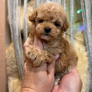 Gianna Maltipoo Gianna Maltipoo