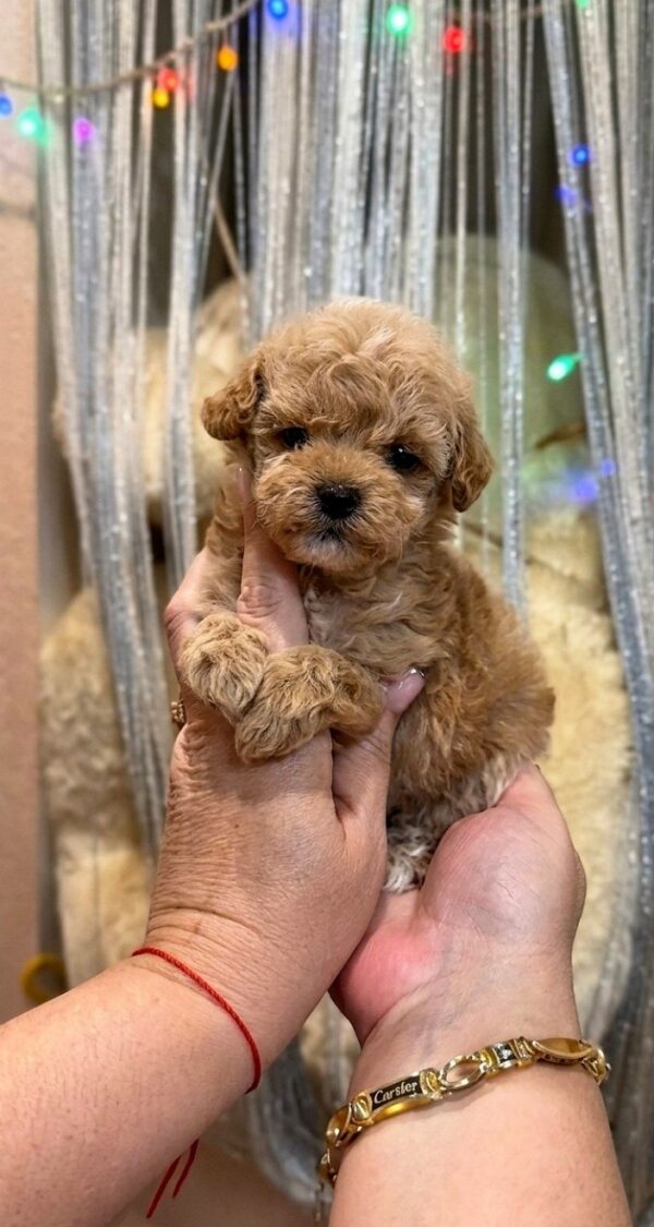 Gianna Maltipoo Gianna Maltipoo