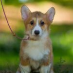 Gilla-female-welsh-corgi-puppy-for-sale-1 (1)