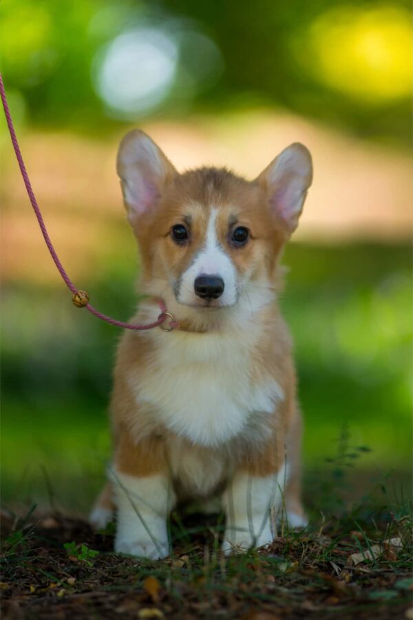 Gilla Welsh Corgi Gilla Welsh Corgi