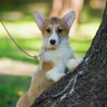Gilla-female-welsh-corgi-puppy-for-sale-1 (2)