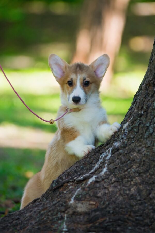 Gilla Welsh Corgi Gilla Welsh Corgi