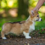 Gilla-female-welsh-corgi-puppy-for-sale-1 (3)