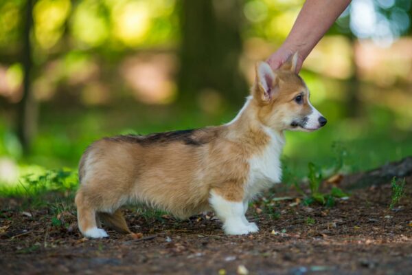 Gilla Welsh Corgi Gilla Welsh Corgi