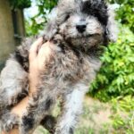Giotto-male-Poodle-puppy-for-sale-1