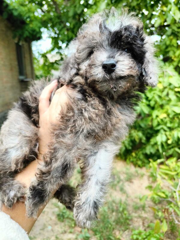 Giotto Toy Poodle Giotto Toy Poodle