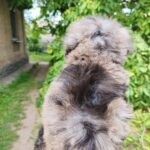 Giotto-male-Poodle-puppy-for-sale-2
