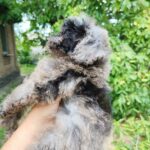 Giotto-male-Poodle-puppy-for-sale-3