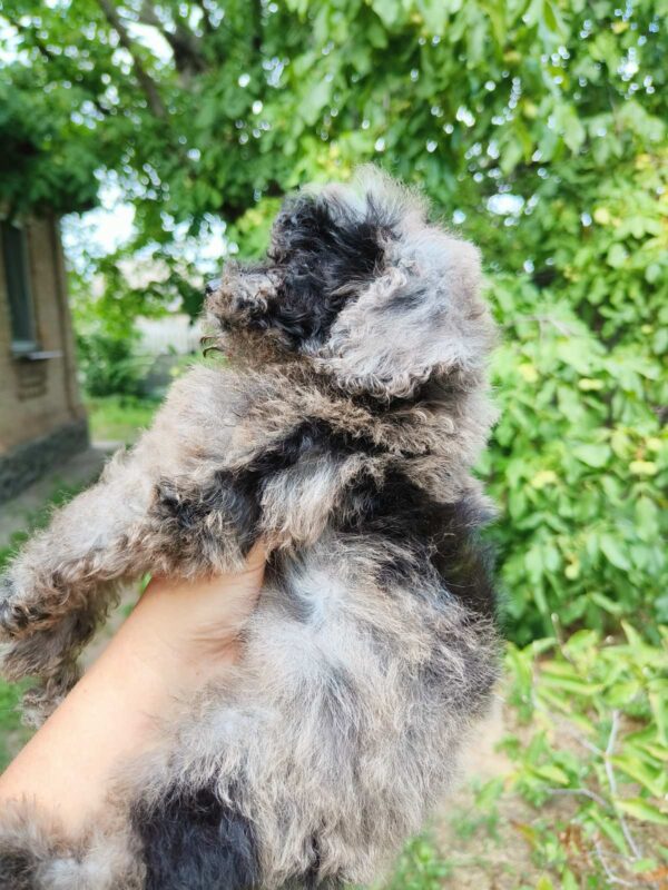 Giotto Toy Poodle Giotto Toy Poodle