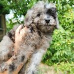 Giotto-male-Poodle-puppy-for-sale-4
