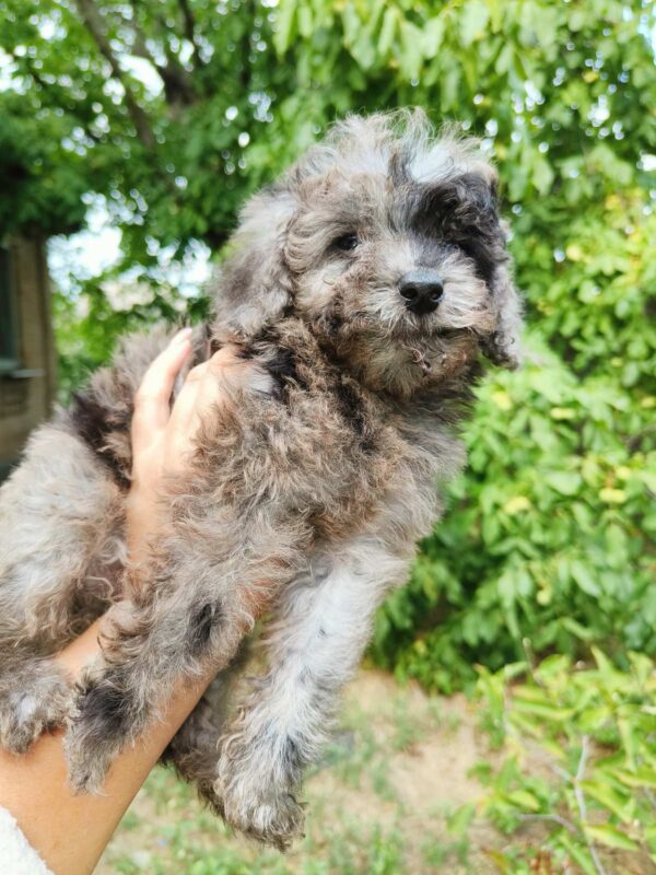 Giotto Toy Poodle Giotto Toy Poodle