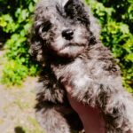 Giotto-male-Poodle-puppy-for-sale-5