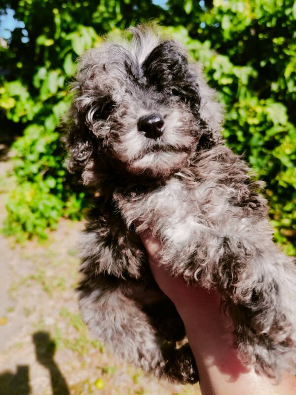 Giotto Toy Poodle Giotto Toy Poodle