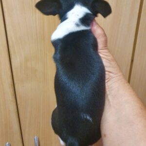 Giovanni Chihuahua Giovanni Chihuahua