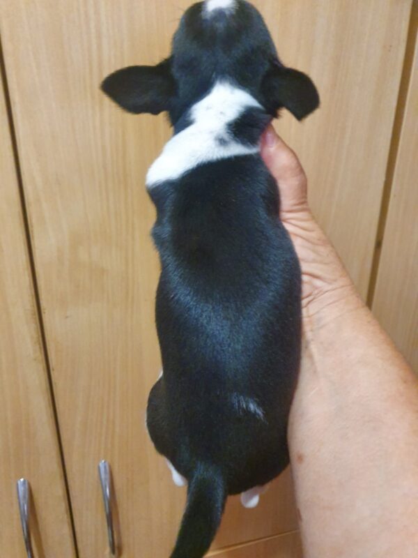 Giovanni Chihuahua Giovanni Chihuahua