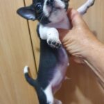 Giovanni-male-Chihuahua-puppy-for-sale-2