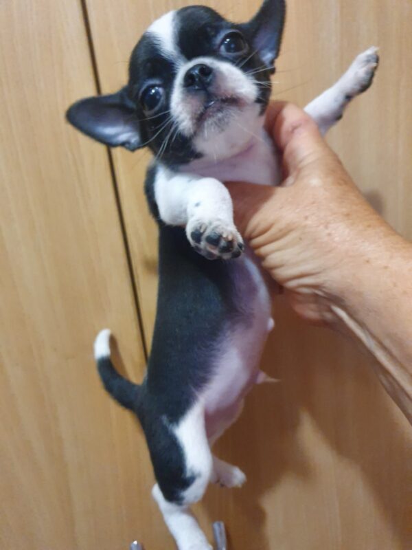 Giovanni Chihuahua Giovanni Chihuahua