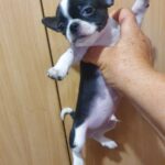 Giovanni-male-Chihuahua-puppy-for-sale-3