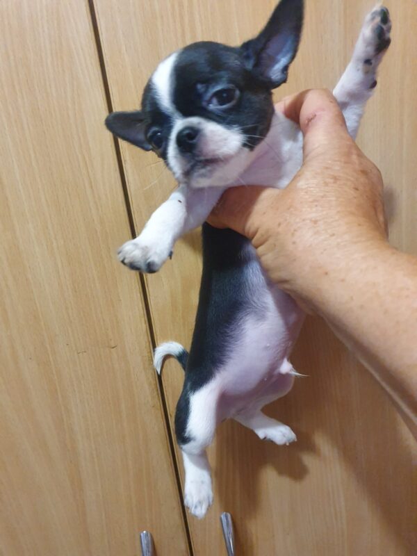 Giovanni Chihuahua Giovanni Chihuahua
