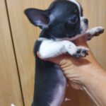 Giovanni-male-Chihuahua-puppy-for-sale-4