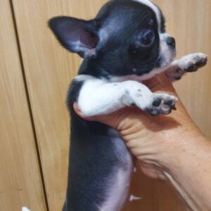 Giovanni Chihuahua Giovanni Chihuahua