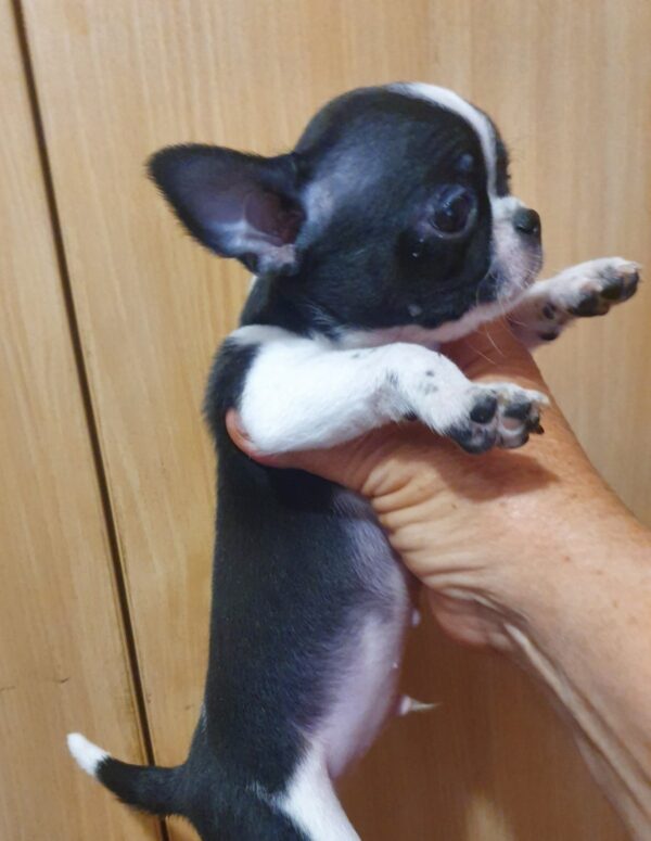 Giovanni Chihuahua Giovanni Chihuahua
