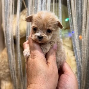 Gisella Maltipoo Gisella Maltipoo