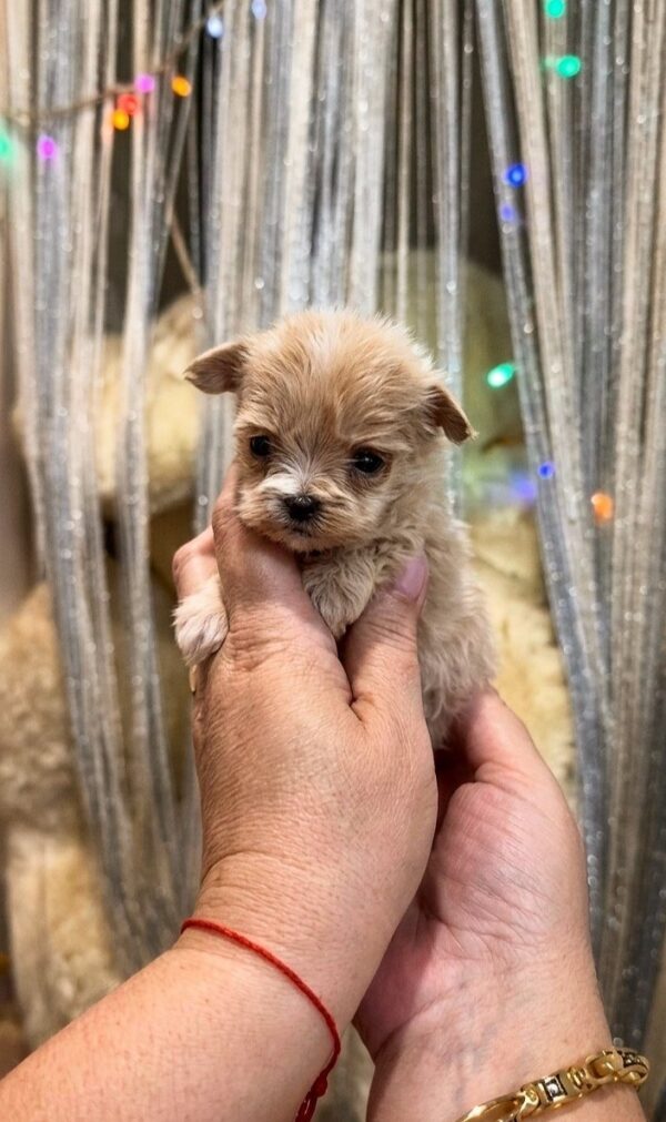 Gisella Maltipoo Gisella Maltipoo