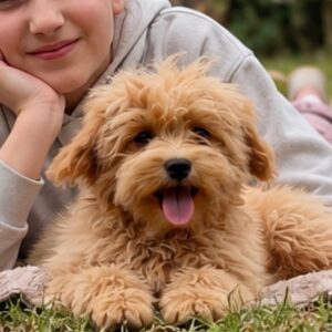 Giulia Maltipoo Giulia Maltipoo