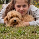 Giulia-female-Maltipoo-puppy-for-sale-2