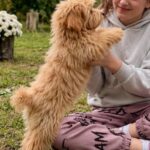 Giulia-female-Maltipoo-puppy-for-sale-3