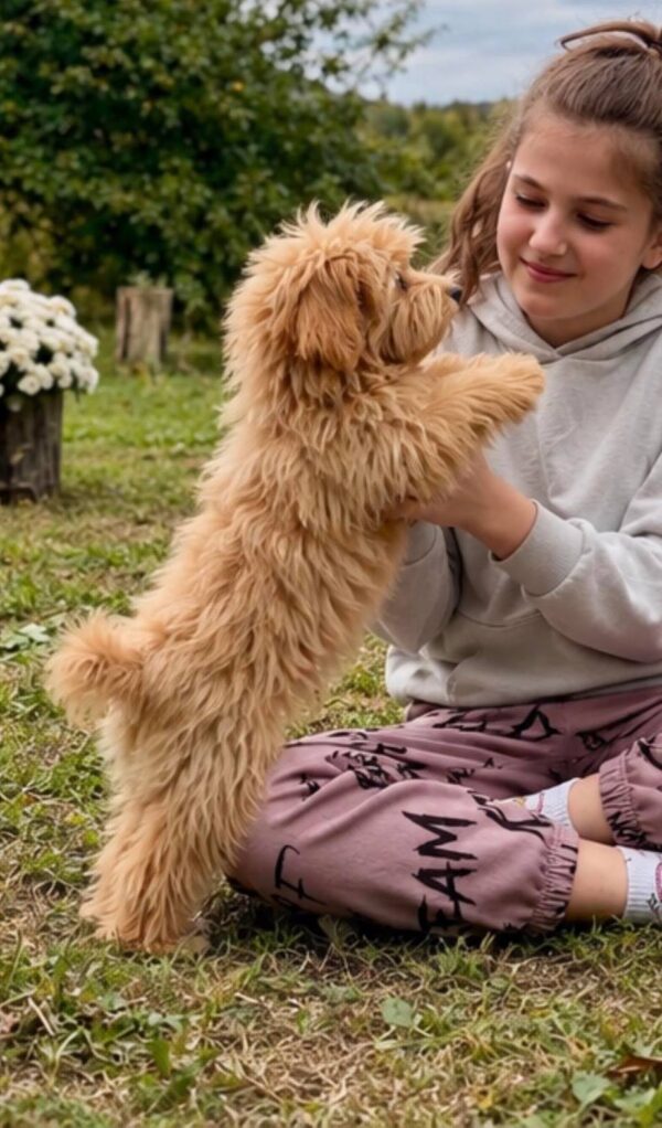 Giulia Maltipoo Giulia Maltipoo