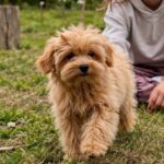 Goldie-female-Maltipoo-puppy-for-sale-1