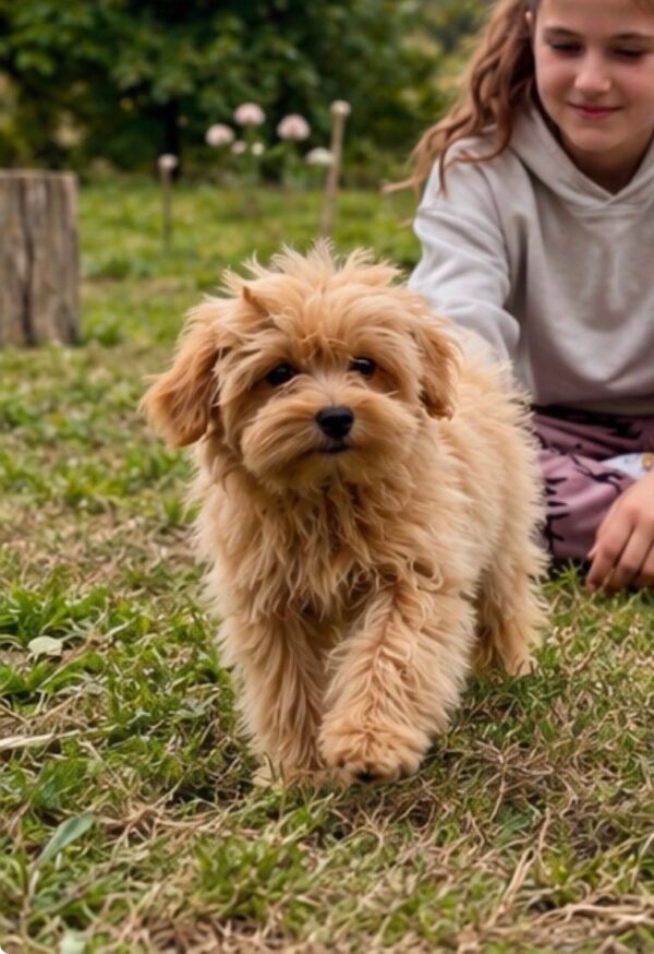 Goldie Maltipoo Goldie Maltipoo