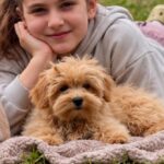 Goldie-female-Maltipoo-puppy-for-sale-3