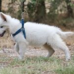 Goldie-female-wss-puppy-for-sale- (1)