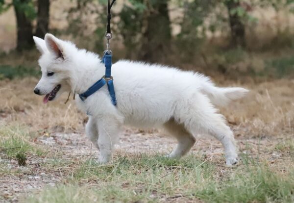 Goldie White Swiss Shepherd Goldie White Swiss Shepherd