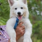 Goldie-female-wss-puppy-for-sale- (2)