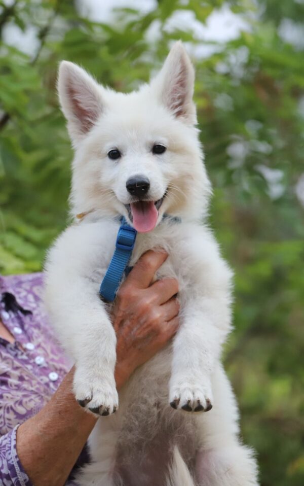 Goldie White Swiss Shepherd Goldie White Swiss Shepherd