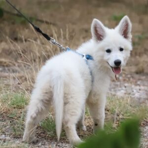 Goldie White Swiss Shepherd Goldie White Swiss Shepherd