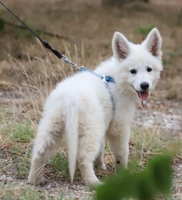 Goldie White Swiss Shepherd Goldie White Swiss Shepherd