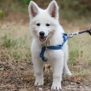 Goldie White Swiss Shepherd Goldie White Swiss Shepherd