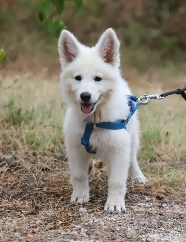 Goldie White Swiss Shepherd Goldie White Swiss Shepherd