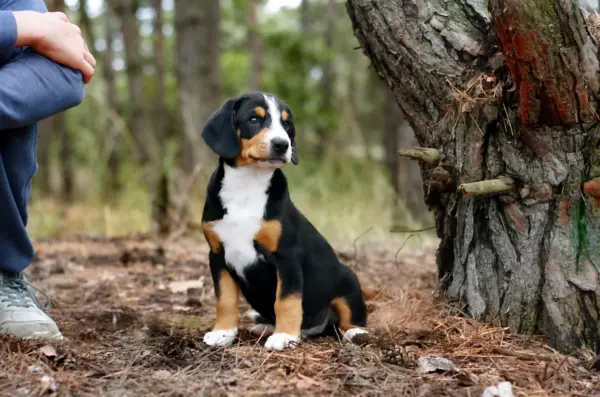 Gray Entlebucher Sennehunde Gray Entlebucher Sennehunde